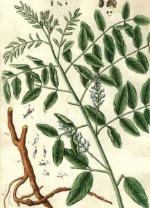 Virtudes do Alcaçuz, Planta medicinal